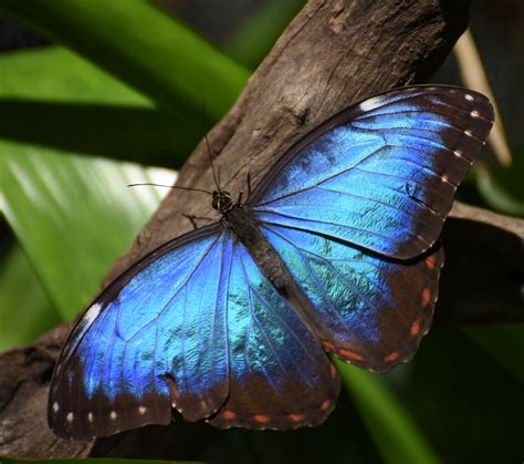 Blue Morpho Butterfly | Pics4Learning