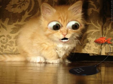 This freaks me out. | Funny cat wallpaper, Funny cats, Crazy cats