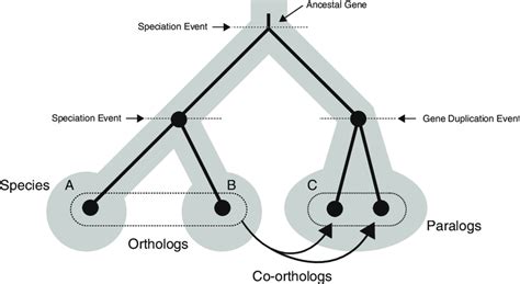 2 Summary of homology relationships: genes related in terms of ancestry ...