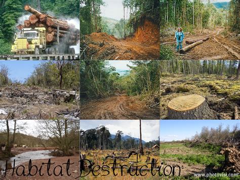 CONSERVACIÓN DE LA BIODIVERSIDAD: DESTRUCCIÓN DE HÁBITAT