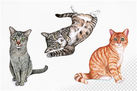 PART 3. Watercolor cat illustrations. Cute 12 cats. By Susik Shop | TheHungryJPEG.com