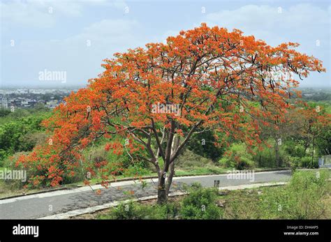 Gulmohar tree gujarat India Asia Stock Photo: 62176525 - Alamy