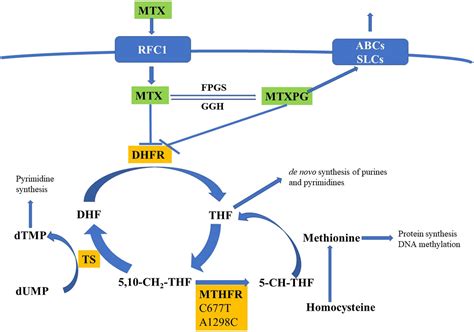 Methotrexate And Leucovorin Mechanism Of Action