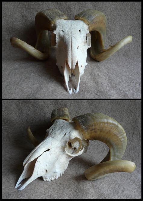 Ram Skull by CabinetCuriosities on DeviantArt