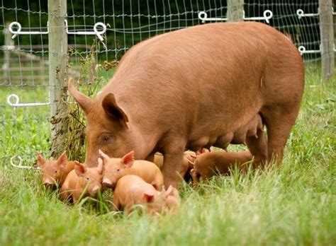 A sow(female pig) and her piglets - ANIMAL COMMUNITY