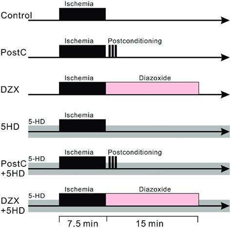 Diagrams representing the perfusion protocol for experimental groups.... | Download Scientific ...