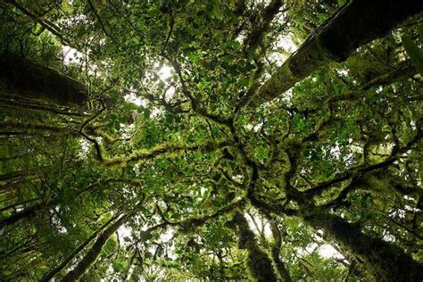 Rainforest Canopy. | Trees | Pinterest | Rainforest, Nature pictures, Instagram