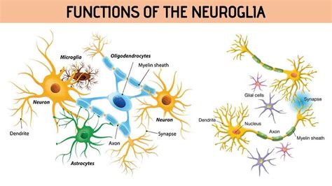 Functions of the Neuroglia - Rajus Biology