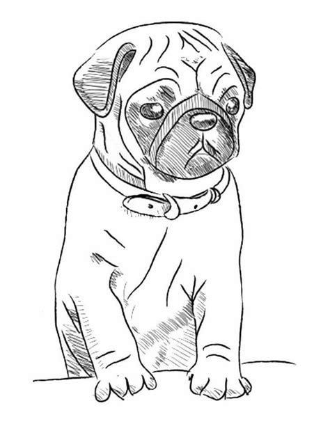 Dibujar a Mano Pug para colorear, imprimir e dibujar –ColoringOnly.Com