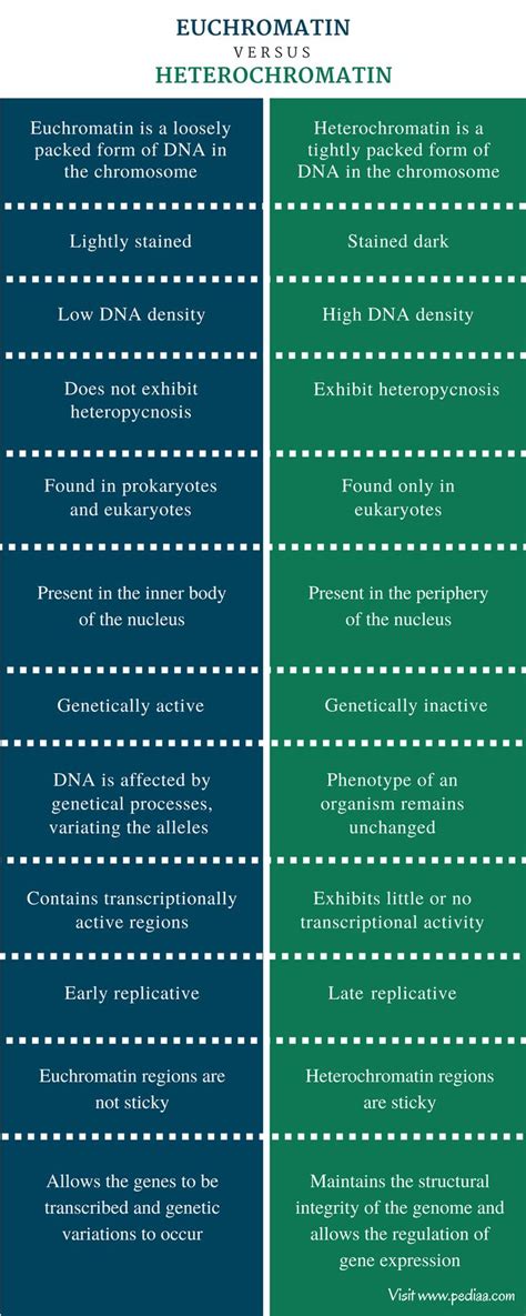 Difference Between Euchromatin and Heterochromatin | Characteristics, Structure, Function ...