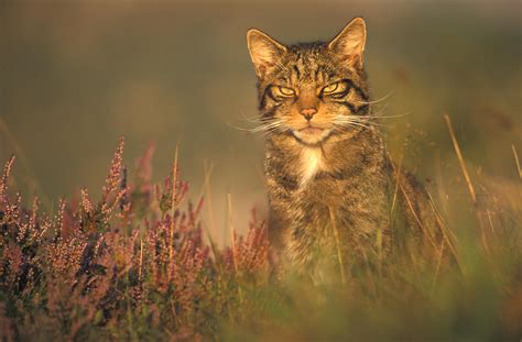 Wild Scotland wildlife and adventure tourism | Mammals | Terrestrial Mammals | Scottish wildcat