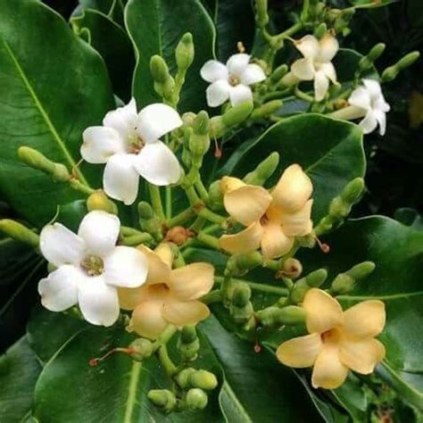 Tongan flowers ...kakala..Pua Tonga | Hawaiian lei flower, Flower lei, Flowers