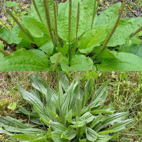 Edible And Medicinal Broadleaf And Narrow leaf Plantain Identification ...