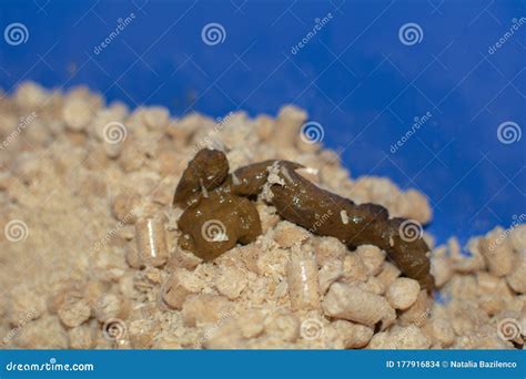 Worms in cat feces stock photo. Image of contaminated - 177916834