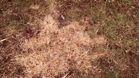 Zoysia grass and weed n feed - YouTube