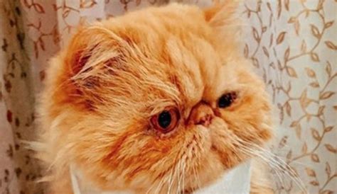 Top 35 Best Male Persian Cat Names | PetPress