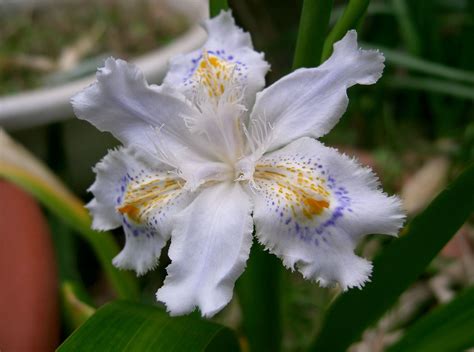 File:Iris japonica1 flower.jpg - Wikimedia Commons