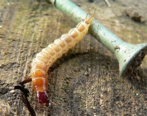 Orto di Casa Cecconi: Do not kill the slug predators!