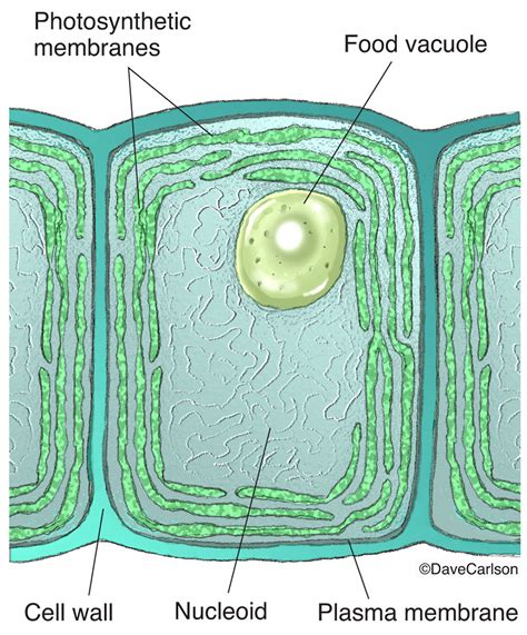 Cyanobacteria Cell Structure | Carlson Stock Art