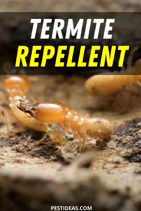 Termite Repellent- Keep Termites Away Naturally