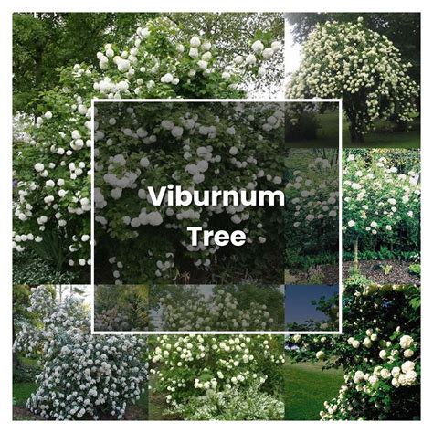 How to Grow Viburnum Tree - Plant Care & Tips | NorwichGardener