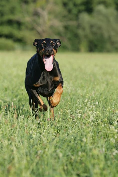 Running Doberman Dog Stock Photo - Image: 17539740