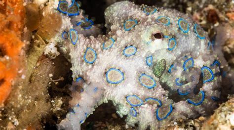 Blue-Ringed Octopus Facts and Photos | Brent Durand Underwater