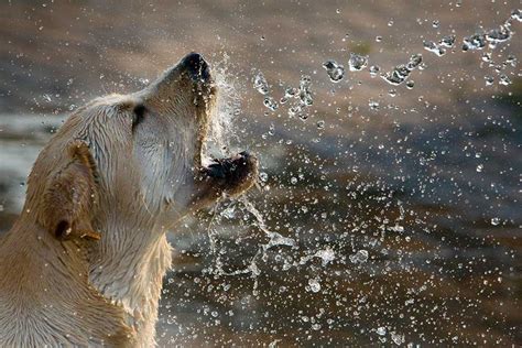 Golpe de Calor en Perros: Una Urgencia Veterinaria – Hundshop