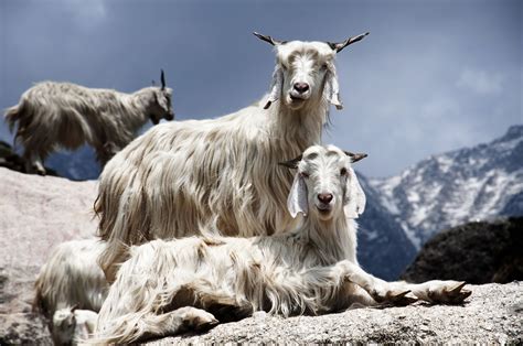 Know Your Fibers: A Quick Cashmere Guide - Pashm & Company | Goats, Cute goats, Cashmere