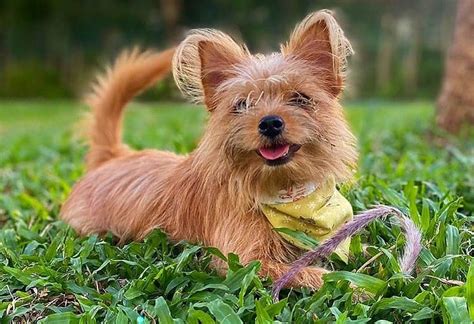 Yorkie Pom: All you need to know about the Yorkie Pomeranian mix - K9 Web