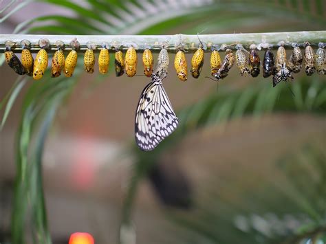 Butterfly life cycle,nature,insect,outdoors,butterfly - free image from ...