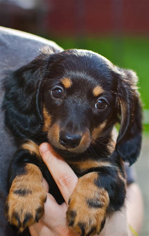 39+ Long Haired Dachshund Breeder Picture - Bleumoonproductions