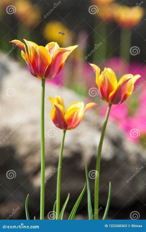 Tulips Close, Tulips Cute, Tulips, Beautiful Tulips, Colorful Tu Stock Image - Image of flora ...