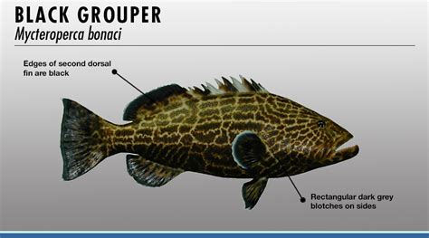 Grouper Identifier | FISHTRACK.COM