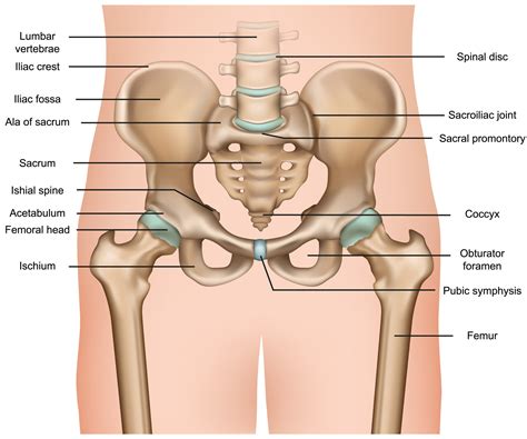 Bones in the Hip - JOI Jacksonville Orthopaedic Institute