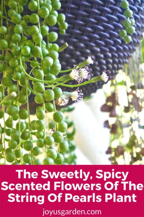 The Sweetly, Spicy Scented Flowers Of The String Of Pearls Plant | Hometalk