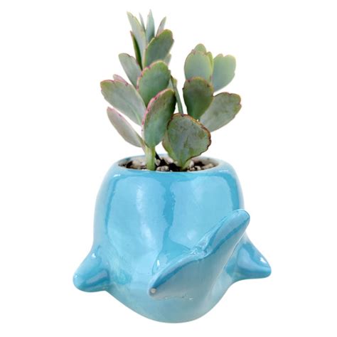 Whale Pot | Mini Animal Pot for Succulents, Cacti and Flowers - Succulents Box