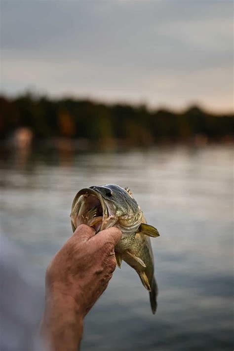 Is Sea Bass a White Fish? - Fanatics For Fishing