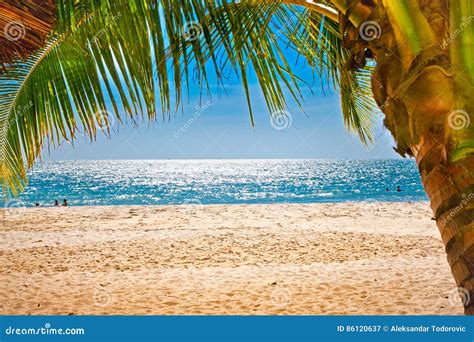 Palm Trees Gateway To Sand Beach in Cambodia. Editorial Photography - Image of lagoon, shore ...