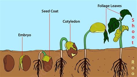 Seed Germination Labeled Diagram