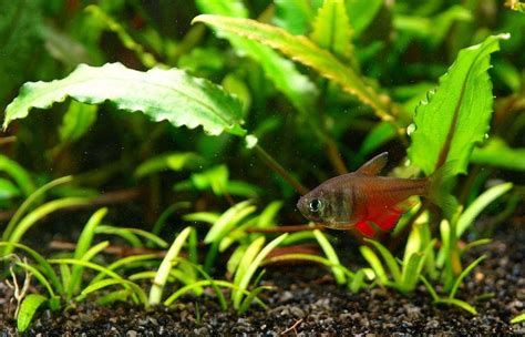 Flame Tetras Revealed: Secrets to Successful Keeping