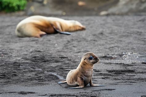 Baby Galápagos Fur Seal At Isabella Island Stock Photo - Download Image ...