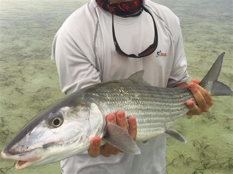 Fishing Chub Cay Bahamas | Sport Fishing Mag