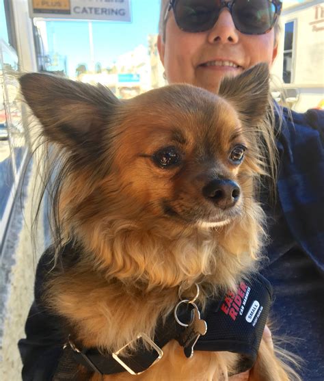 Dog of the Day: Joey the Papillon Chihuahua Mix | The Dogs of San Francisco