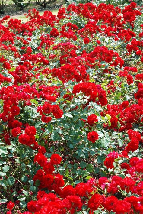 Red Rose Garden stock image. Image of leaves, cluster - 14943299