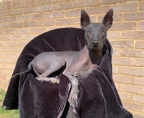 Xoloitzcuintli Breed Information Guide: Facts And Pictures | BARK