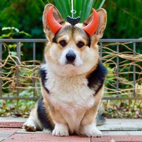 16 Perfect Halloween Costumes For Your Corgi - PetPress