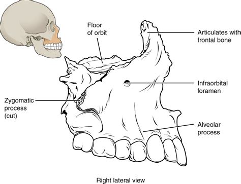 Maxillary Process