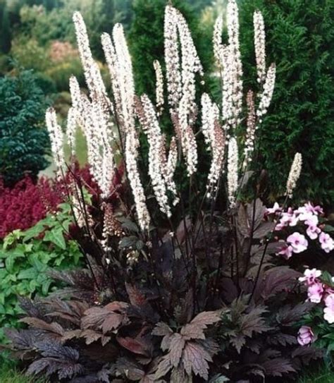 Fairy Candles Purple Bugbane Cohosh Cimicifuga Ramosa Atropurpurea ...