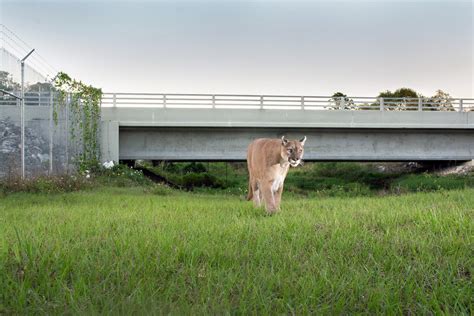 Gov. DeSantis signs bill to expand Florida Wildlife Corridor | Tampa | Creative Loafing Tampa Bay